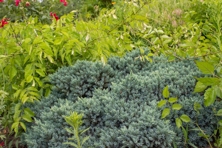 Blue Star Juniper Plant, Himalayan juniper. Needled evergreen shrub with silvery-blue, densely-packed foliage in the summer garden.の写真素材