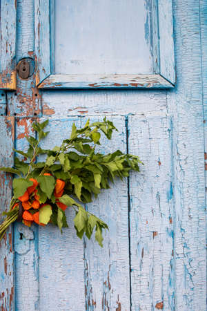 Old blue wooden door with orange autumn flowers. Bouquet of physalis on shabby wooden background. Copy spaceの写真素材