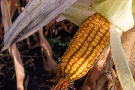 Corn on the cob on the corn field. Autumn harvesting. Close-up of yellow corncobの写真素材