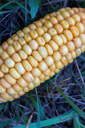 Corn on field. Autumn harvesting. Close-up of yellow corncob on the ground on green grass...