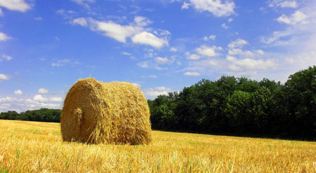 Field