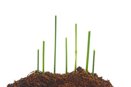 Grassの写真素材