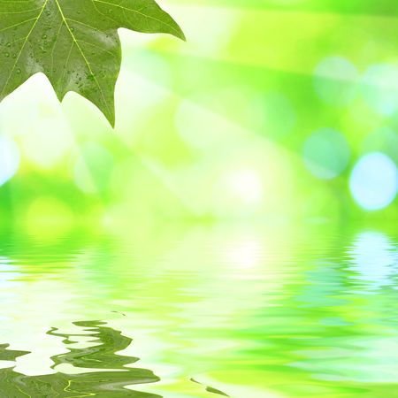 Green leaves in springの写真素材