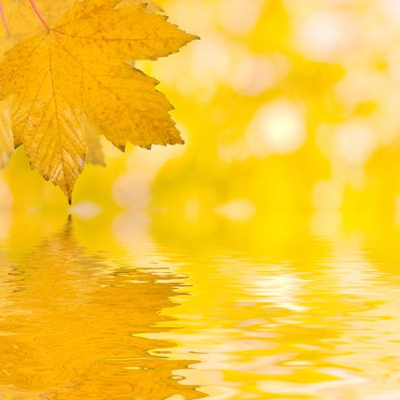 Beautiful golden leaves in autumnの写真素材