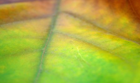 Beautiful leaves in autumnの写真素材