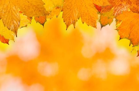 Beautiful leaves in autumnの写真素材