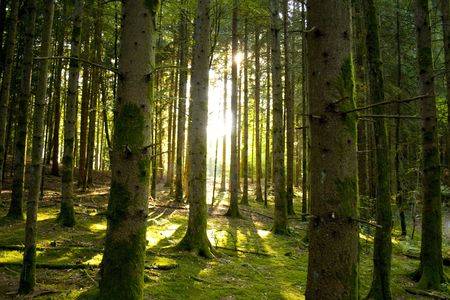 Beautiful scenery with sunbeams in the forestの写真素材
