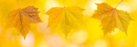 Beautiful leaves in autumnの写真素材