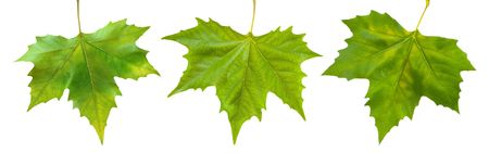 Beautiful green leaves in spring isolated on whiteの写真素材