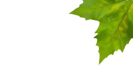 Beautiful green leaves in spring isolated on whiteの写真素材