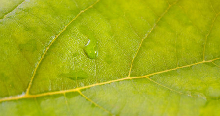 Beautiful green leaves with green background in spring