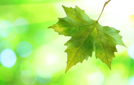 Beautiful green leaves with green background in springの写真素材