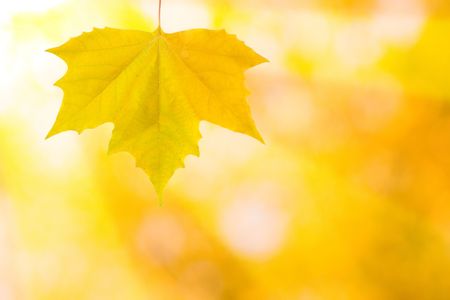 Beautiful leaves in autumnの写真素材