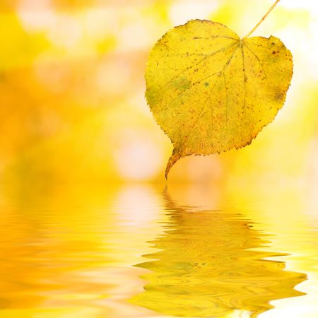 Beautiful golden leaves in autumn with reflectionの写真素材
