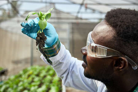 African geneticists, wearing protective glasses, are researching vegetables, scientists holding vegetables and thinking.の写真素材