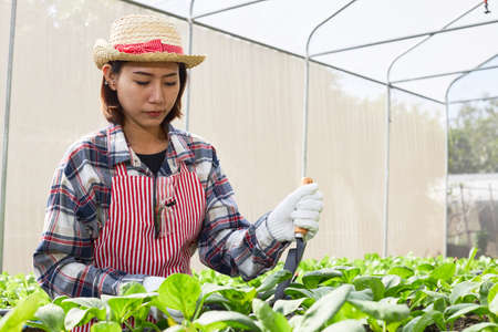 Young Asian female farmer wearing a wicker hat is caring for organic vegetables inside the nursery. Young entrepreneurs with an interest in agriculture. Building a sustainable agricultural career.の写真素材