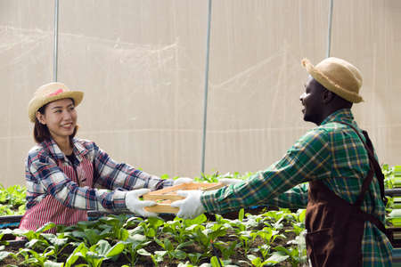Male and female farmers are working in organic vegetable nurseries. Young gardeners are caring and inspecting the quality of vegetables, eliminating pests in agricultural fields.の写真素材