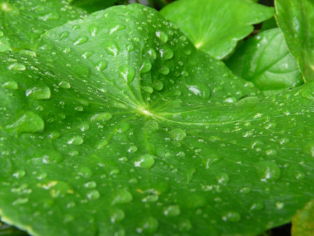 yam leaf watered after rainy