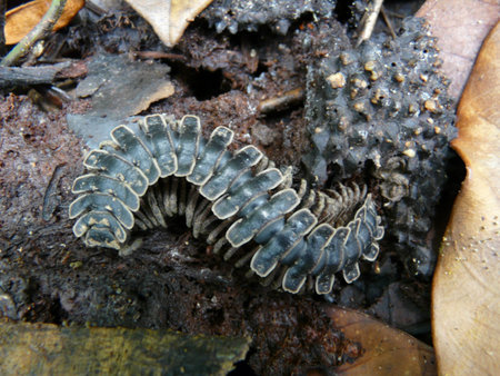 black crept in sabah borneo