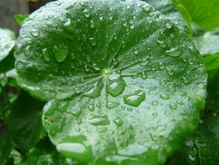green leaf