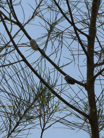 two bugsの写真素材