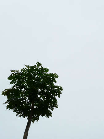 papaya tree 2の写真素材