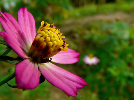 red flower