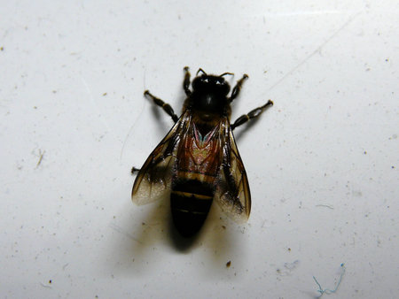 free bee