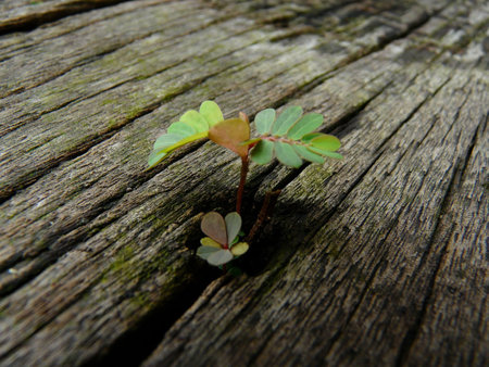 flower thormの写真素材