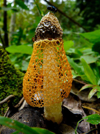 tropical mashroom and flyの写真素材