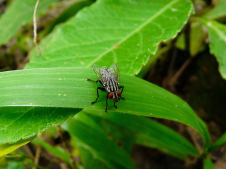 the fly