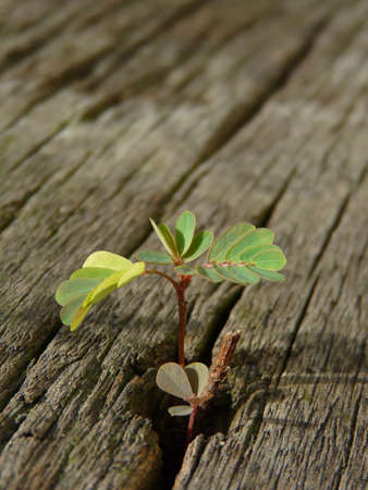 small leaf in the woodの写真素材