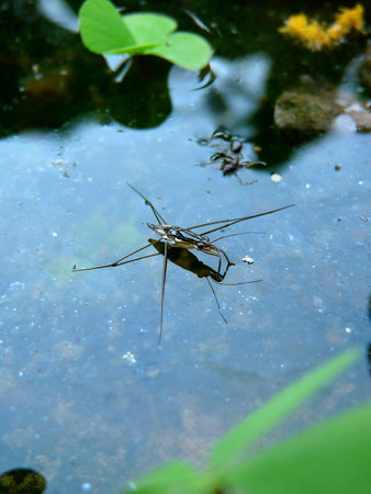 loating bugs 1の写真素材