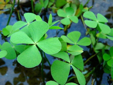 beautiful flora in the water 3