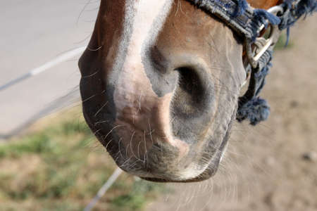 Horse s nostrilsの写真素材