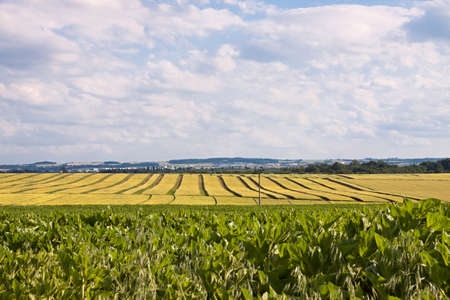 Before harvestの写真素材