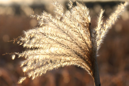Blooming grass against the sun