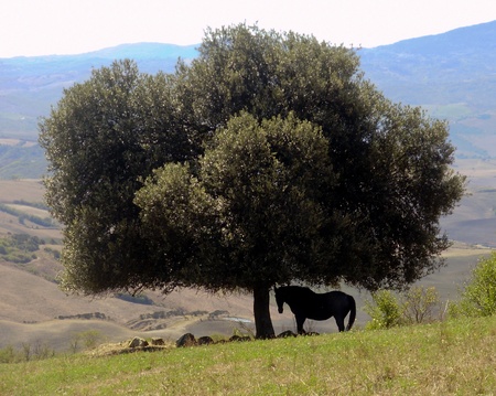 A beautiful horse rests in the shade in Tuscany,の写真素材