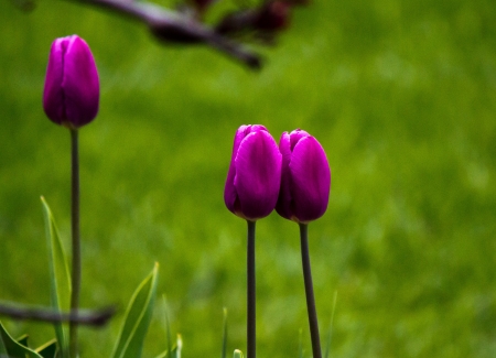 Tulips in the backyard.の写真素材