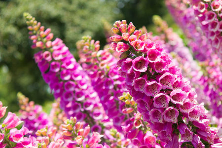 Pink Lupine flowers in bloom   Horizontal composition with angled viewpoint 