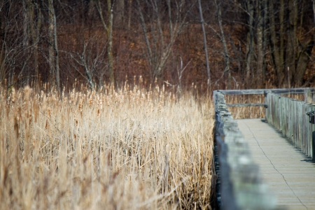 Boardwalk over a marshの写真素材
