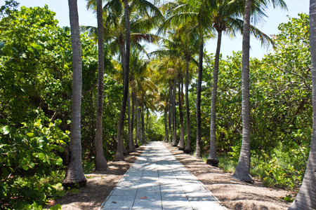 Walkway lined with palm treesの写真素材