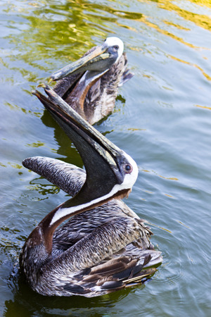 Pelican a large water bird of the Pelecanidae familyの写真素材