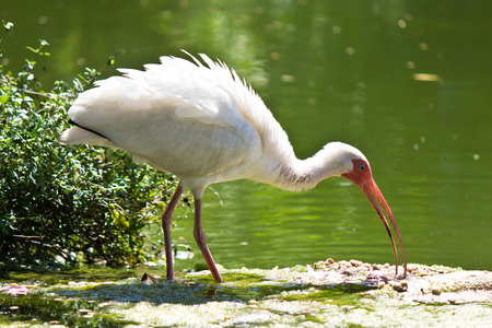 American White Ibis with its distinctive white beakの写真素材