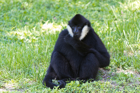 White-cheeked spider monkeyの写真素材
