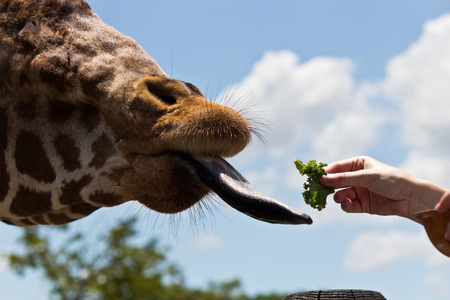 Reticulated Giraffe being fed by a womanの写真素材