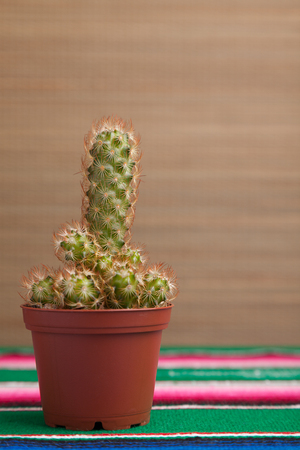 Small cactus in a potの写真素材