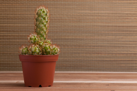 Cactus plantの写真素材