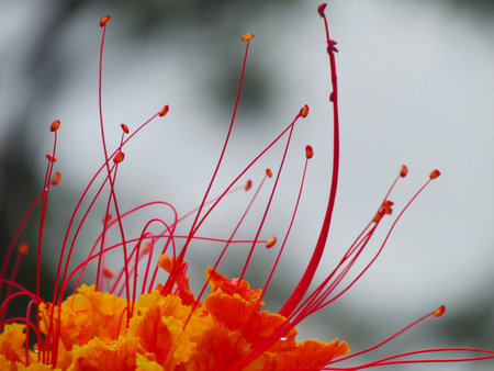 Macro photo of the flower generated by the native plant of Central America, also known as Pequeno...