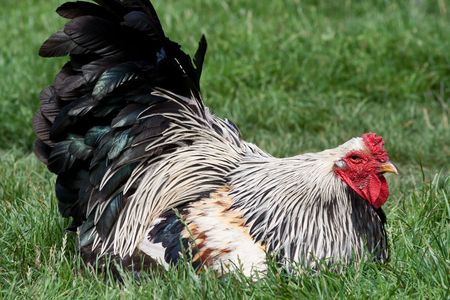 Roosterの写真素材